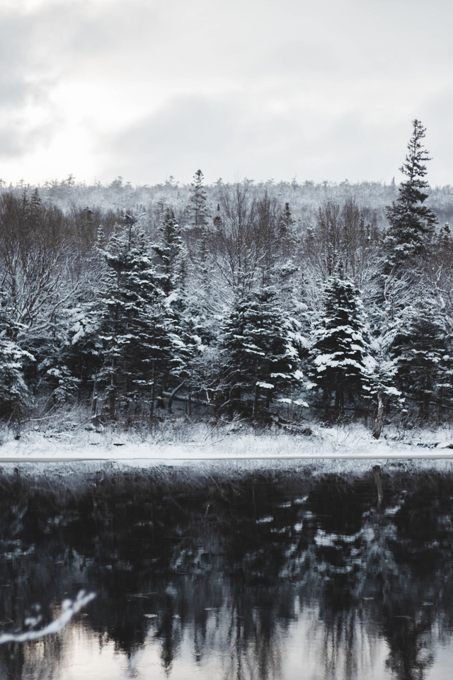 Pure Mineral Water. Water sourced from spring in Denmark. Fresh Water. Snow Forest on the Lake.